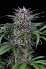 Quick Kush Feminised Seeds