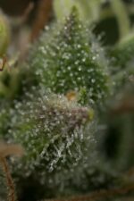Dinamed CBD Plus Feminised Seeds - Image 2