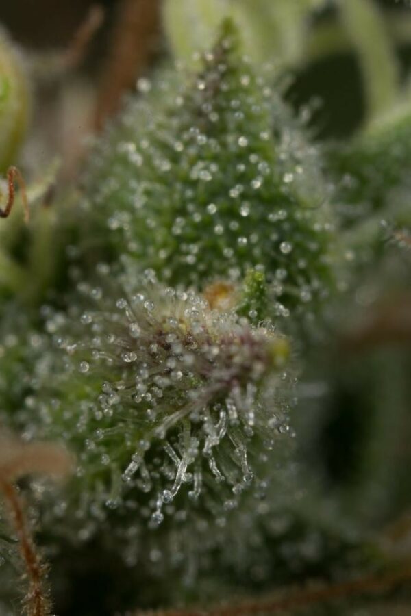 Dinamed CBD Plus Feminised Seeds - Image 2