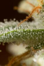 Quick Critical + Feminised Seeds - Image 2