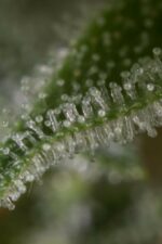 Gorilla Feminised Seeds - Image 2