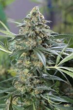 OG Kush CBD Feminised Seeds - Image 2