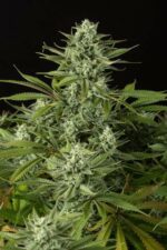 Cheese CBD Feminised Seeds
