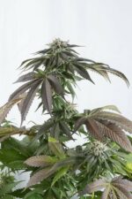 Bubba Kush CBD Feminised Seeds