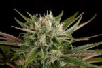 Blue Cheese Feminised Seeds