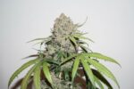 Charlotte's Angel CBD Feminised Seeds - Image 2