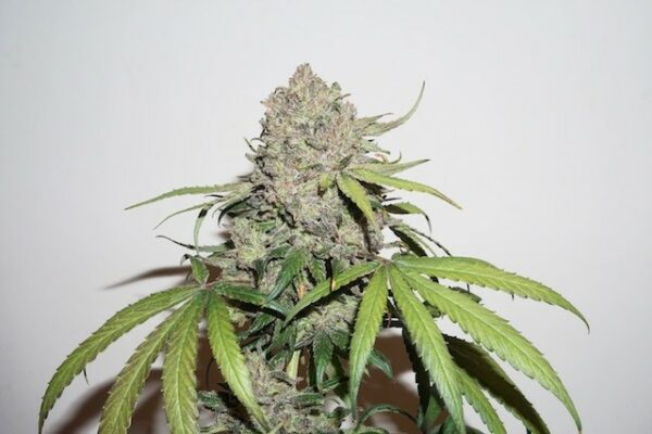 Charlotte's Angel CBD Feminised Seeds - Image 2