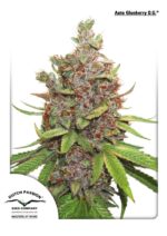 Glueberry O.G. Auto Feminised Seeds