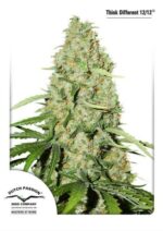 Think Fast Feminised Seeds