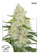 Think Big Auto Feminised Seeds
