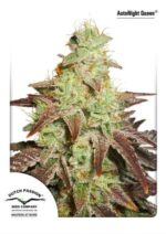 Night Queen Auto Feminised Seeds