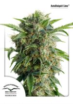 Daiquiri Lime Auto Feminised Seeds