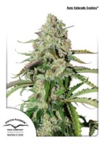 Colorado Cookies Auto Feminised Seeds