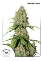 Brooklyn Sunrise Auto Feminised Seeds