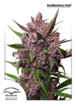 Blackberry Kush Auto Feminised Seeds
