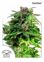 Forest Dream Feminised Seeds