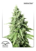 Durban Poison Auto Feminised Seeds