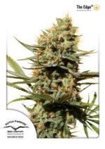 The Edge Feminised Seeds