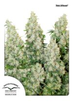 Think Different Auto Feminised Seeds