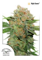 Night Queen Feminised Seeds