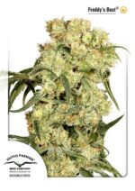 Freddy's Best Feminised Seeds