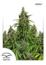 Auto Mazar Feminised Seeds