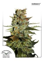 Blueberry Auto Feminised Seeds