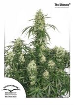 The Ultimate Feminised Seeds