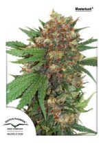 Master Kush Feminised Seeds