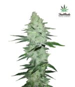 Six Shooter Auto Feminised Seeds