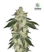 Green Crack Auto Feminised Seeds