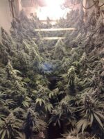 Amherst Sour Diesel Feminised Seeds - Image 2