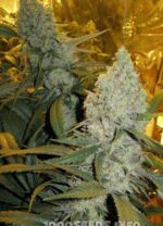 Dr Greenthumb's Em - Dog Feminised Seeds - Image 2