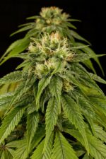 Lemon Juice Express Auto Feminised Seeds - Image 2