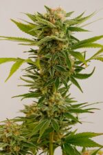 Sour Diesel 2 Feminised Seeds