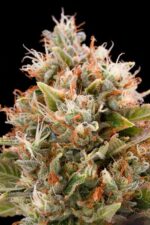 Chemdawg Feminised Seeds