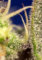 Green Poison XL Auto Feminised Seeds - Image 2