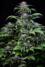 Quick Kush Feminised Seeds - Image 2