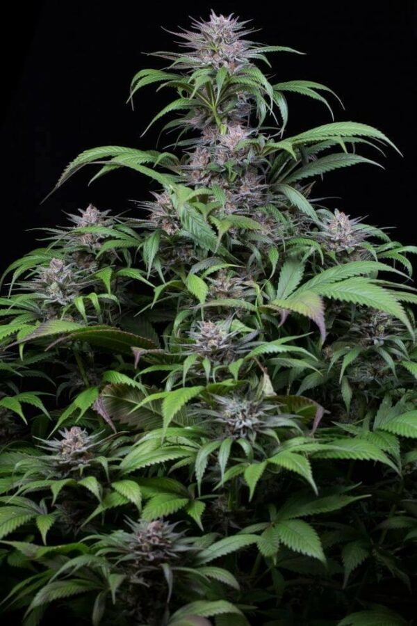 Quick Kush Feminised Seeds - Image 2