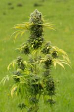 Dinamed CBD Plus Feminised Seeds