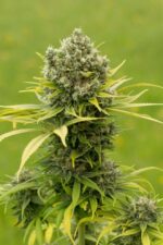 Dinamed CBD Plus Feminised Seeds - Image 3