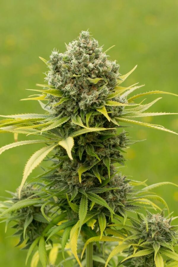Dinamed CBD Plus Feminised Seeds - Image 3