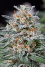 Quick Critical + Feminised Seeds - Image 3