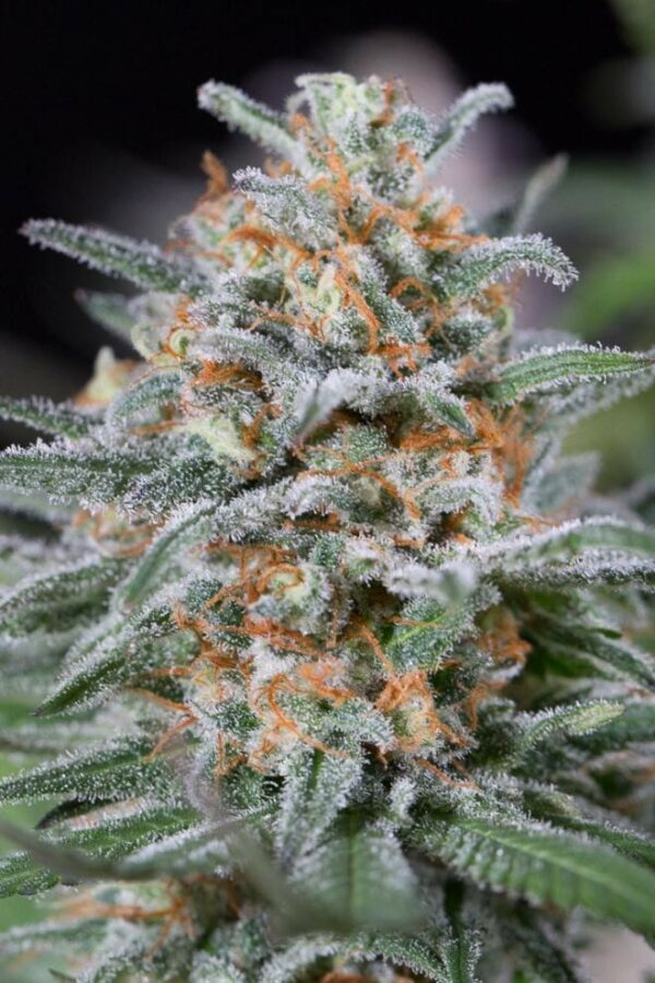 Quick Critical + Feminised Seeds - Image 3
