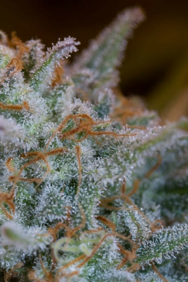 Quick Critical + Feminised Seeds - Image 4