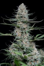 Quick Critical + Feminised Seeds