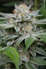 Gorilla Feminised Seeds