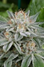 Gorilla Feminised Seeds - Image 3