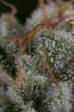 Gorilla Feminised Seeds - Image 4