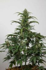 Dinamed CBD Auto Feminised Seeds